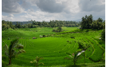 Exploring Bali: A Traveler's Paradise |