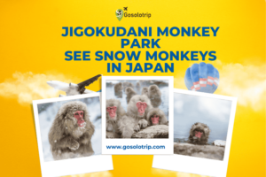 Snow Monkeys in Japan