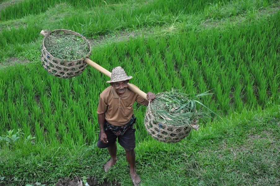 Tegallalang Rice Terrace - Bali.com